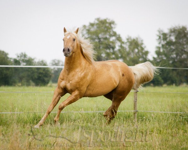 Deckhengst Golden Riley Poco (Quarter Horse, 2008, von Bubba Black)