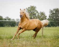 Deckhengst Golden Riley Poco (Quarter Horse, 2008, von Bubba Black)