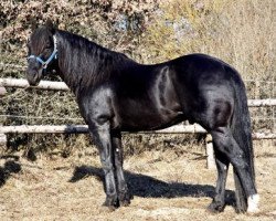 stallion Bubba Black (Quarter Horse, 1995, from Poco King Tuck)