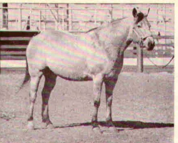 Zuchtstute Dunny's Doll (Quarter Horse, 1957, von Magnolia Dunny)