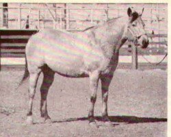 broodmare Dunny's Doll (Quarter Horse, 1957, from Magnolia Dunny)