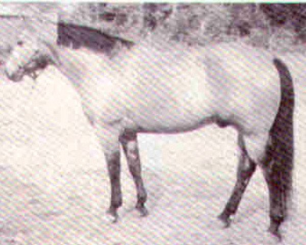 Deckhengst Poco Taito (Quarter Horse, 1961, von Poco Bueno)