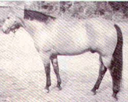 stallion Poco Taito (Quarter Horse, 1961, from Poco Bueno)