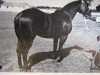 stallion Bar Three (Quarter Horse, 1953, from Three Bars xx)