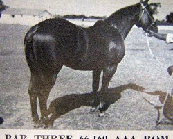 stallion Bar Three (Quarter Horse, 1953, from Three Bars xx)