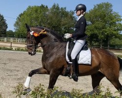 dressage horse Donna Classica 2 (Hanoverian, 2006, from Don Crusador)