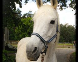 broodmare Liggi's Lucca (Württemberger, 1995, from Limelight)