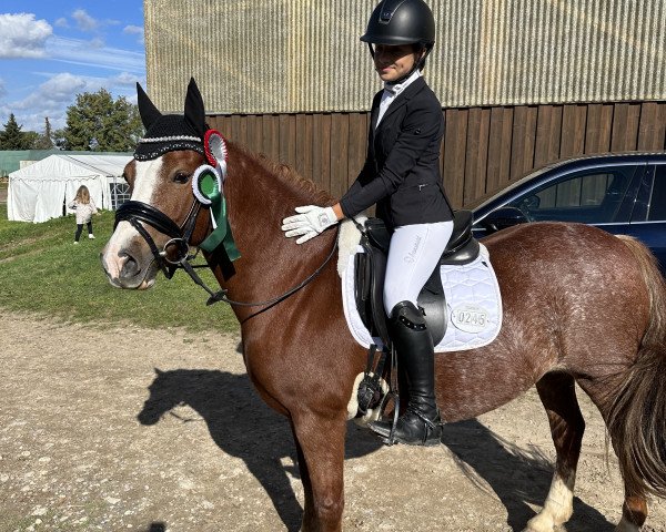 dressage horse Pantyfid Starlight (Welsh-Cob (Sek. C), 2011, from Hafodrynys Welsh Crusader)