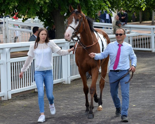 horse Coeur Macen xx (Thoroughbred, 2017, from Siyouni xx)