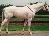 stallion Bright White xx (Thoroughbred, 1998, from Roanoke xx)