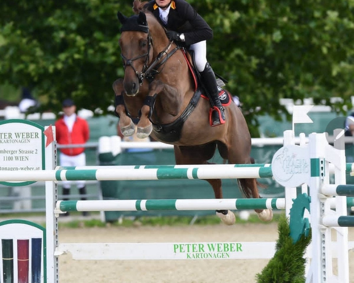 jumper Alexander´s Star (Austrian Warmblood, 2009, from Alexander der Grosse Z)