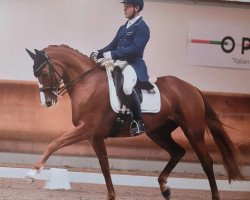 dressage horse Queen Newcastle (Hanoverian, 2015, from Quasar de Charry)