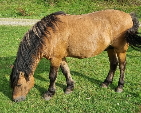 stallion Silas vom Radenbach (Duelmener, 2007, from Sir)