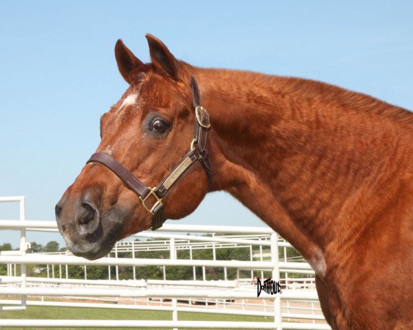 stallion Zan Parr Jack (Quarter Horse, 1979, from Zan Parr Bar)