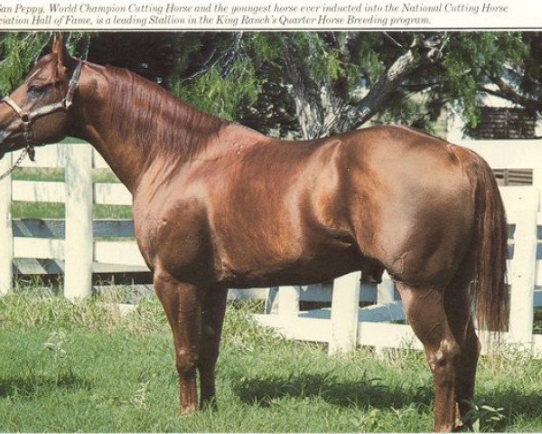 Deckhengst Mr San Peppy (Quarter Horse, 1968, von Leo San)