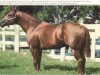 stallion Mr San Peppy (Quarter Horse, 1968, from Leo San)