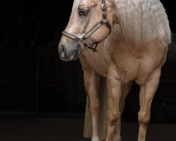 Deckhengst Sir Jac Cash (Quarter Horse, 2011, von Nu Chex To Cash)