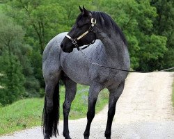 stallion Spookeroo Blue Joker (Quarter Horse, 2014, from Best Spook)