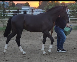 jumper Varadero Azul de Remedy Z (Zangersheide riding horse, 2022, from Vigo d'Arsouilles)