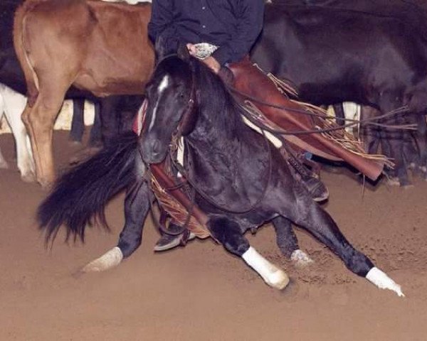 Deckhengst Blue Duck Okie (Quarter Horse, 1998, von Miss N Okie)