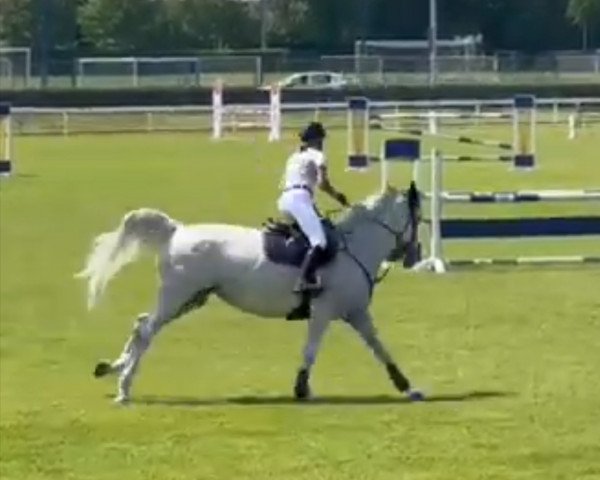 broodmare Fly away de la Pomme (Swedish Warmblood, 2011, from Carmena Z)