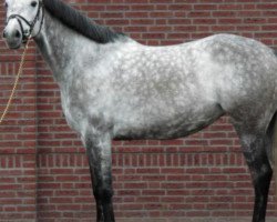 broodmare Elysee (Holsteiner, 2009, from Clarimo Ask)