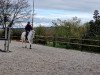 dressage horse Samum al Mansour (Arab-Berber, 2006)