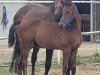 broodmare VDL Groep Zandorra (Zangersheide riding horse, 2003, from Zandor Z)