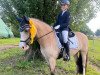 dressage horse Cain Ramira (Welsh-Cob (Sek. D), 2014, from Glynteg Double Chester)