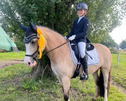 dressage horse Cain Ramira (Welsh-Cob (Sek. D), 2014, from Glynteg Double Chester)