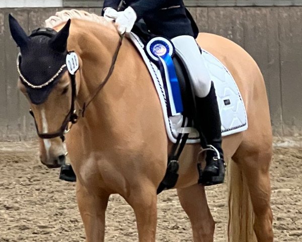 dressage horse Shirley 136 (German Riding Pony, 2015, from Garfield)