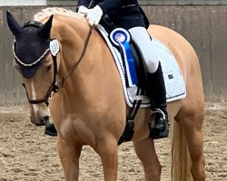 dressage horse Shirley 136 (German Riding Pony, 2015, from Garfield)