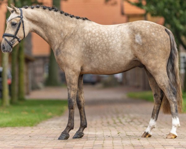 dressage horse GS Galando (German Riding Pony, 2021, from FS Golden Highlight)