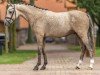 Dressurpferd GS Galando (Deutsches Reitpony, 2021, von FS Golden Highlight)