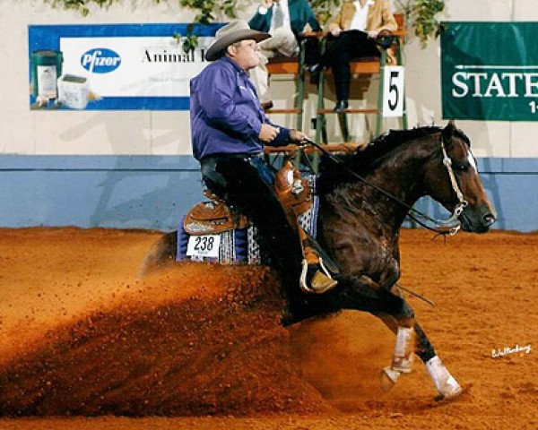 Deckhengst Starlights Wrangler (Quarter Horse, 1997, von Grays Starlight)