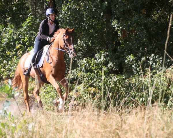 horse Morgenland's Sander (Nederlands Welsh Ridepony, 1996, from Speyksbosch Nelson)