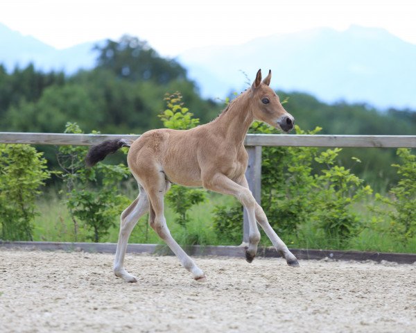 dressage horse Magnus HL (German Riding Pony, 2022, from Mescal 15)