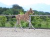 Dressurpferd Magnus HL (Deutsches Reitpony, 2022, von Mescal 15)