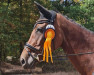 broodmare Pam 22 (Rhinelander, 1994, from Pavarotti van de Helle)