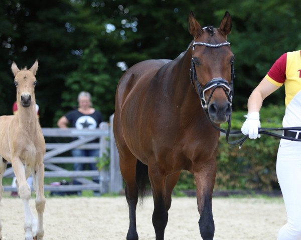 broodmare Neila R (German Riding Pony, 2009, from Nabucco R)
