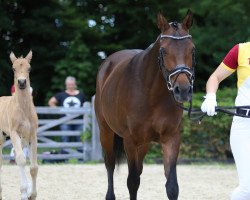 broodmare Neila R (German Riding Pony, 2009, from Nabucco R)