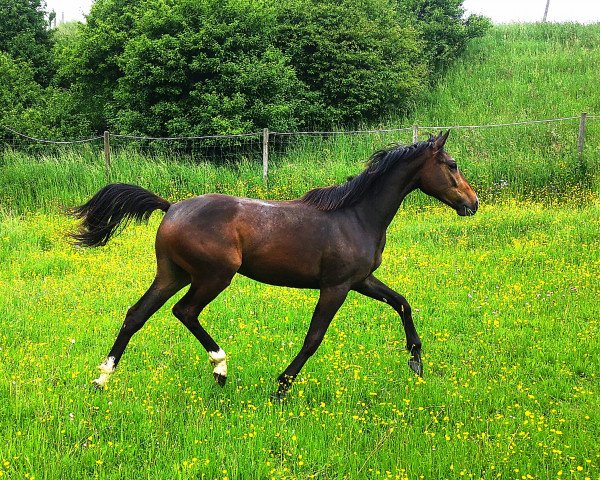 Springpferd Askan HL (Deutsches Sportpferd, 2021, von Acasino B)