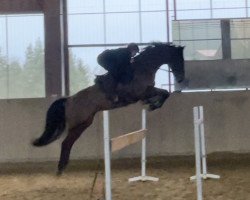 jumper Le Boy (Zangersheide riding horse, 2018, from Lord Pezi Junior)