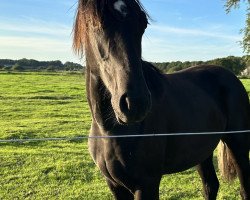 dressage horse Lascara L (Oldenburg, 2022, from Le Vivaldi)