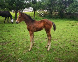 jumper Dalida HL (German Sport Horse, 2022, from Acasino B)