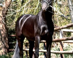 dressage horse Ts Royal Hit (Hanoverian, 2019, from Nymphenburgs Royal Side)