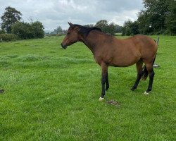 broodmare Wings (Trakehner, 2003, from Cadeau)