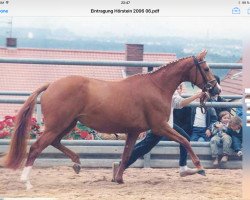 broodmare Wichita (Trakehner, 1993, from Lehndorff's)