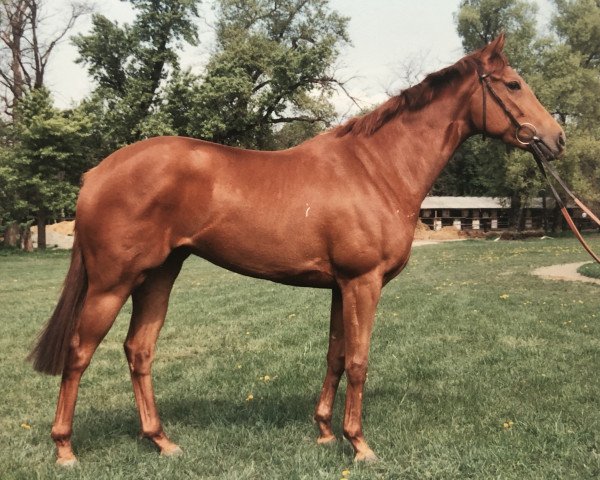 broodmare Whispering Willows xx (Thoroughbred, 1987, from Mansingh xx)