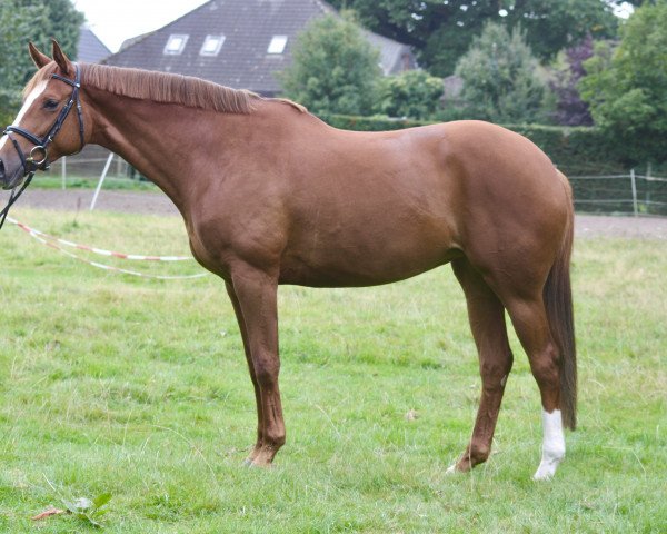 broodmare Wisby (Trakehner, 2002, from Münchhausen)